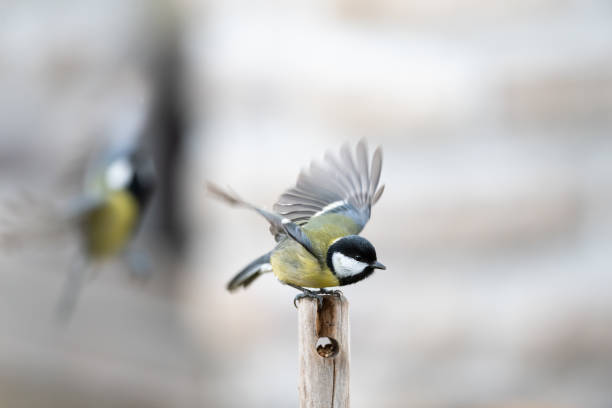 istock A great tit sitting on a wooden pole 1089499730