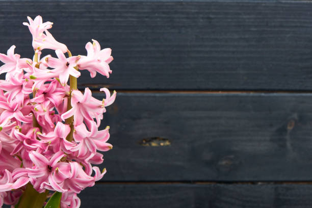Pink Hyacinth On Wooden Background