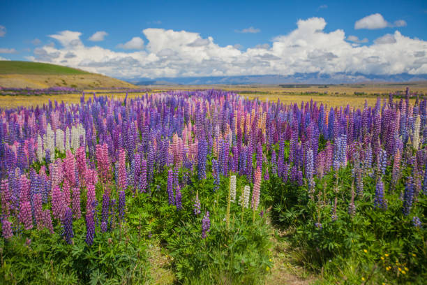 istock Lupins in New Zealand 1089501812