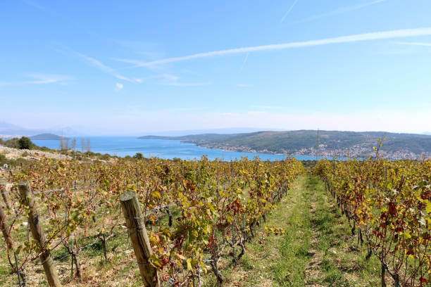 istock Vineyard in Croatia 1089502680