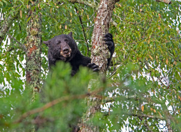 istock A Black Bear stands in a Cherry Tree looking at the camera. 1089503658