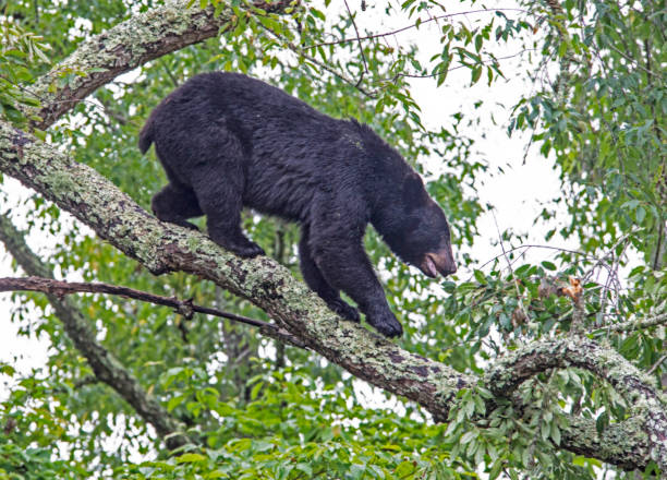 istock A Black Bear walks down a tree limb searching for berries. 1089505504