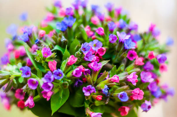 The vibrant bouquet of Pulmonaria or lungwort multicolor blue, magenta, red and purple blooming flowers The bouquet of Pulmonaria or lungwort multicolor blue, magenta, red and purple blooming flowers common lungwort pulmonaria officinalis stock pictures, royalty-free photos & images