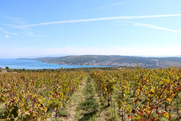 istock Vineyard in Croatia 1089506024