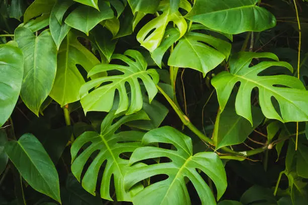 Photo of Monstera Philodendron leaves - tropical forest plant