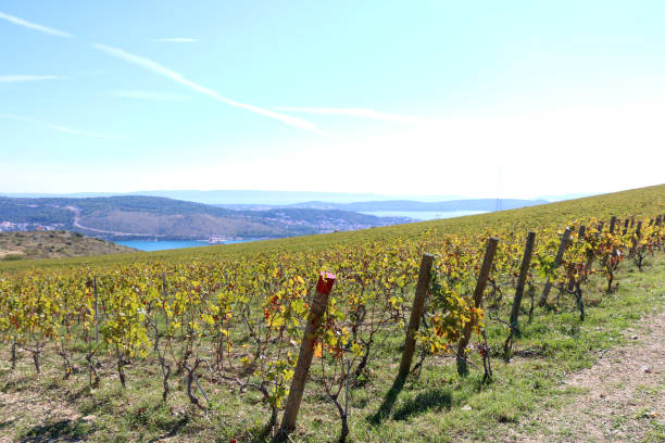 istock Vineyard in Croatia 1089508640