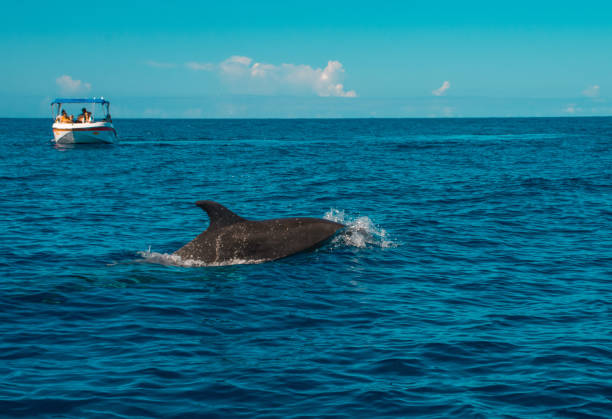istock Dolphins seen near Le Morne, Mauritius. 1089509538