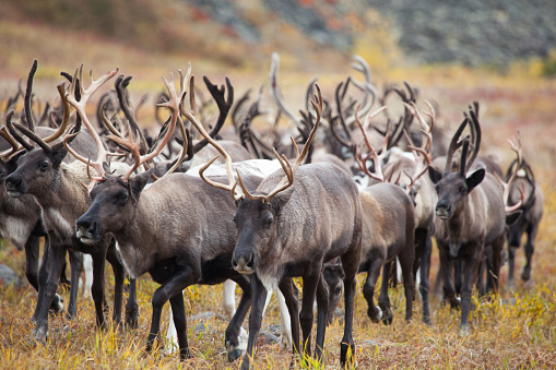 Large herd of reindeer running.  Beautiful pasture in the fall. \nKamchatka. Russia