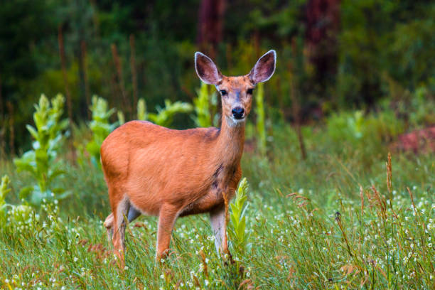 Doe mule deer and her fawn foraging for food in the lush green mountain vegetation on a beautiful Colorado summer morning.