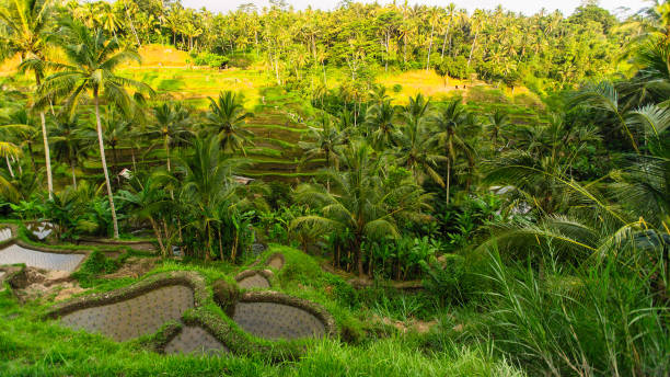 istock Green rice fields in Bali island, Indonesia. 1089514144