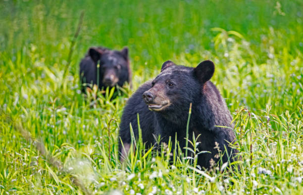 istock A Black Bear Sow and Cub walking in green grass in spring. 1089515678
