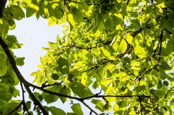 istock Sun rays penetrating through the apple tree branches and leaves 1089515682