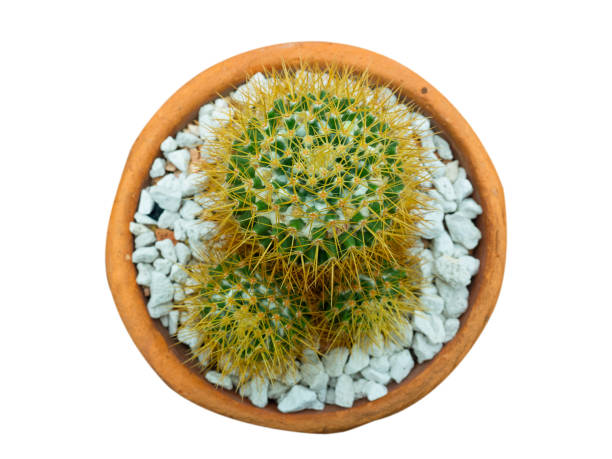 istock Mammillaria nivosa , Beautiful cactus . (clipping path) 1089515722