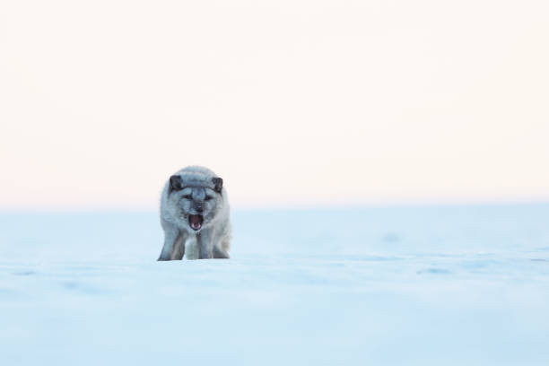 biały lis polarny pozostaje na śniegu - scena akcji dzikiej przyrody z arktycznej przyrody - vulpes lagopus - snow white animal arctic fox zdjęcia i obrazy z banku zdjęć