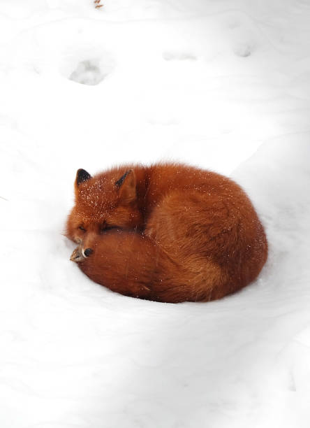 istock Fox lies in the snow 1089517924
