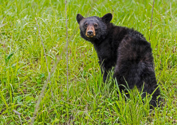 istock A young Black Bear walking through green grass stares at the camera. 1089519510