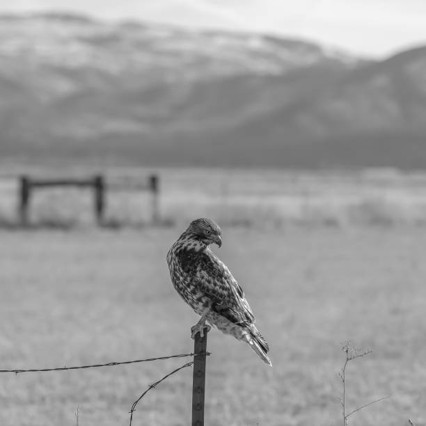 istock Red Tail Hawk on a fence post looking back towards the ground. 1089521030