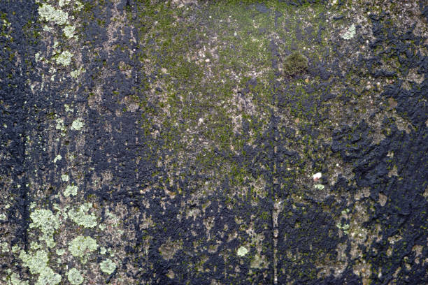 istock Wall with soot and lichens