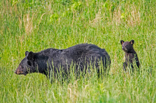 a cades cove, un piccolo cucciolo di orso nero sta sulle zampe posteriori mentre segue la mamma. - cades foto e immagini stock