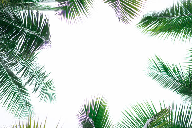istock Blurred Green leaves with copy space for background 1089523348