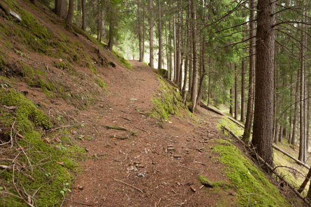 a single mountain path splits in two different directions. it's an autumnal cloudy day. - footpath european alps fence woods imagens e fotografias de stock