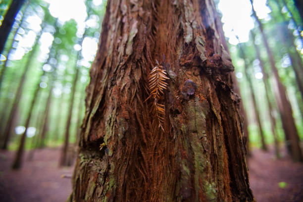 Whakarewarewa Redwood Forest in New Zealand