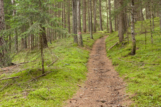 istock Inside a typical forest of the Italian Alps long a mountain path 1089525406