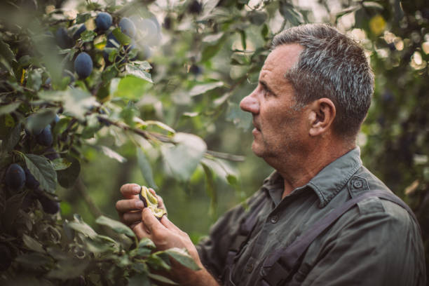 istock Senior farmer picking plums 1089527858