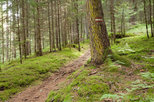 Idyllic path surrounded by vegetation in the forest in autumn, Batuecas Valley, Sierra de Francia