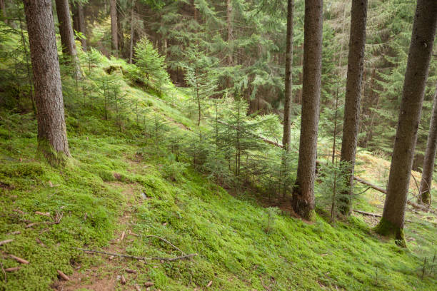 istock Inside a typical forest of the Italian Alps long a mountain path 1089529350