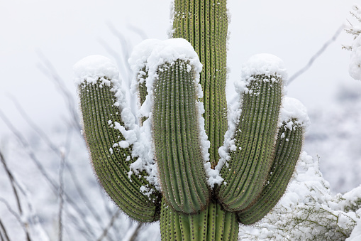 Saguaro cactus covered in snow in Saguaro National Park, Arizona.