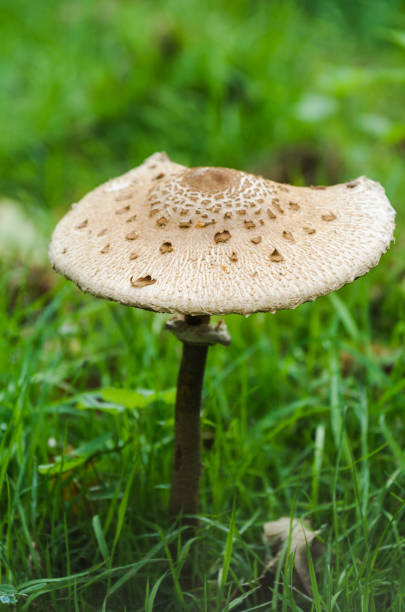 istock one big mushroom close-up in the forest 1089535876