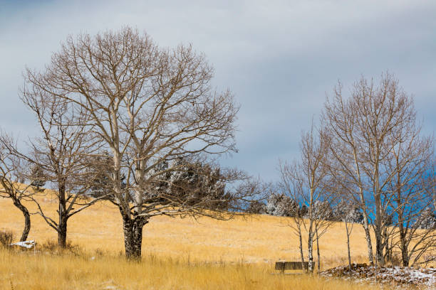 istock Park Bench in the Trees 1089537724
