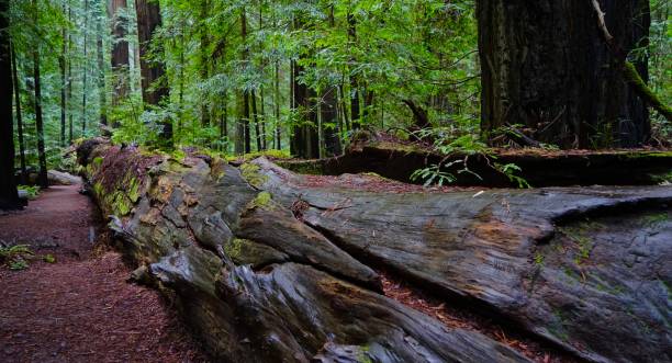 istock The Dyerville Giant Redwood 1089537982