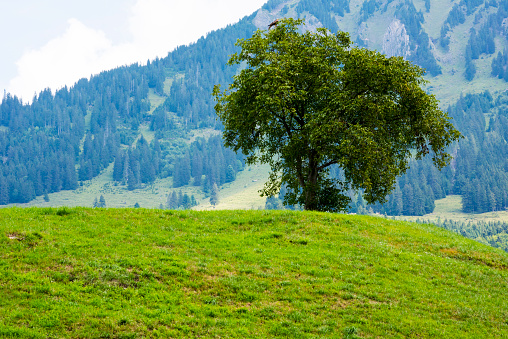 Tree is standing on a hill slope on a bright sunny day in Canton Of Zug, Switzerland
