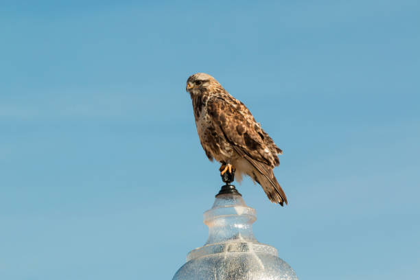 rough legged hawk - rough legged hawk bird of prey hawk animals in the wild imagens e fotografias de stock