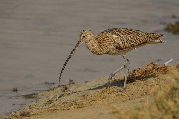 istock Eurasian Curlew / Numenius arquata 1089541562