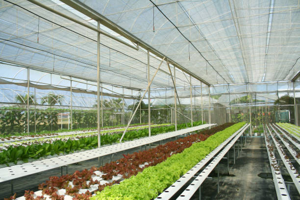 istock Hydroponics Vegetables in Greenhouse 1089544014