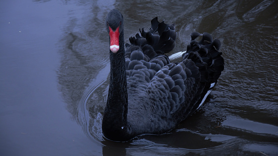 A black swan is watching at you now