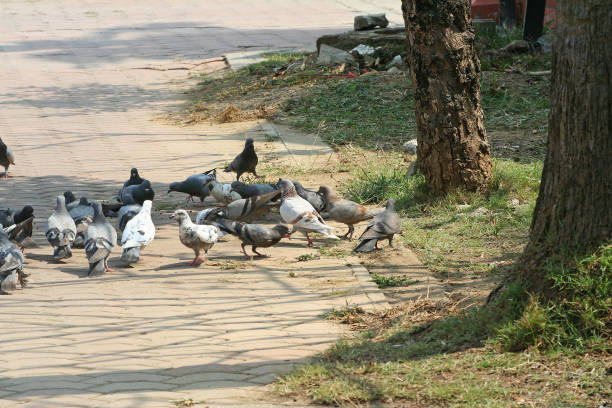 istock pigeons groups in the park 1089544048