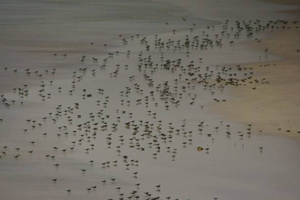 istock Sooty Gull / Ichthyaetus hemprichii 1089547308