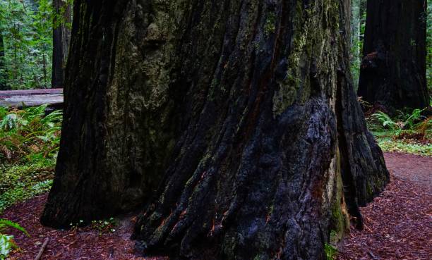훔볼트 레드우드 - rainforest redwood forest footpath 뉴스 사진 이미지