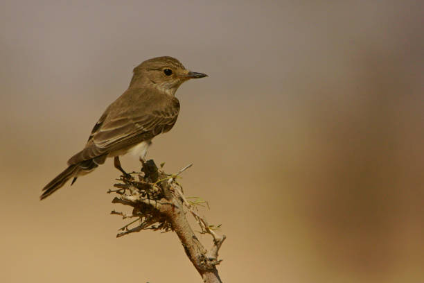istock Bird on a branch on a solid background. Spotted Flycatcher / Muscicapa striata 1089548908