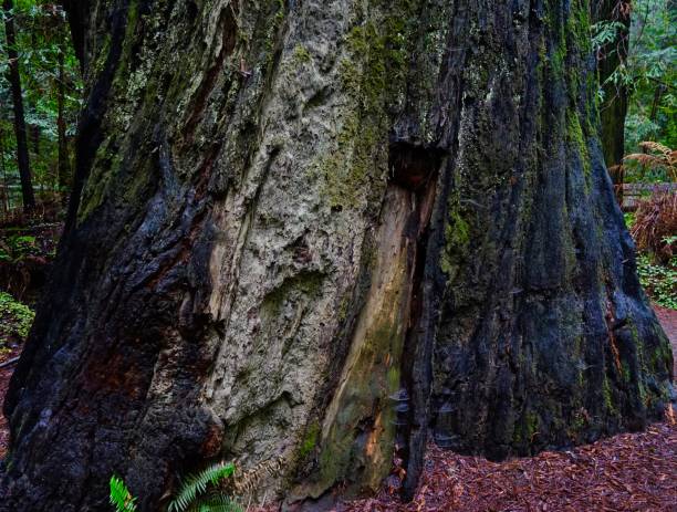 훔볼트 레드우드 - rainforest redwood forest footpath 뉴스 사진 이미지