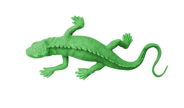 istock Top view green rubber gecko isolated on white background with clipping path 1089550636