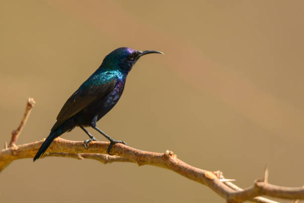 istock Palestine Sunbird / Cinnyris osea 1089550642