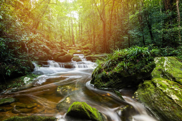 istock Mountain river stream waterfall green forest Landscape nature plant tree rainforest jungle small waterfall with rock green mos 1089550728