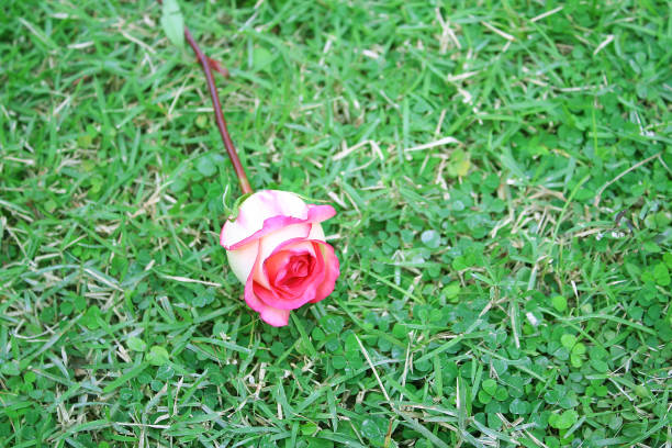 istock Pink rose flower on grass 1089552374