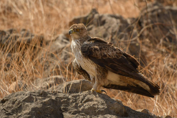 istock The bird is standing on a stone. Bonelli's Eagle / Aquila fasciata 1089552802