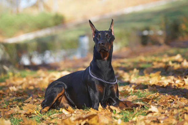 istock Black and tan Doberman dog with cropped ears and a docked tail lying outdoors on fallen leaves in autumn 1089555814